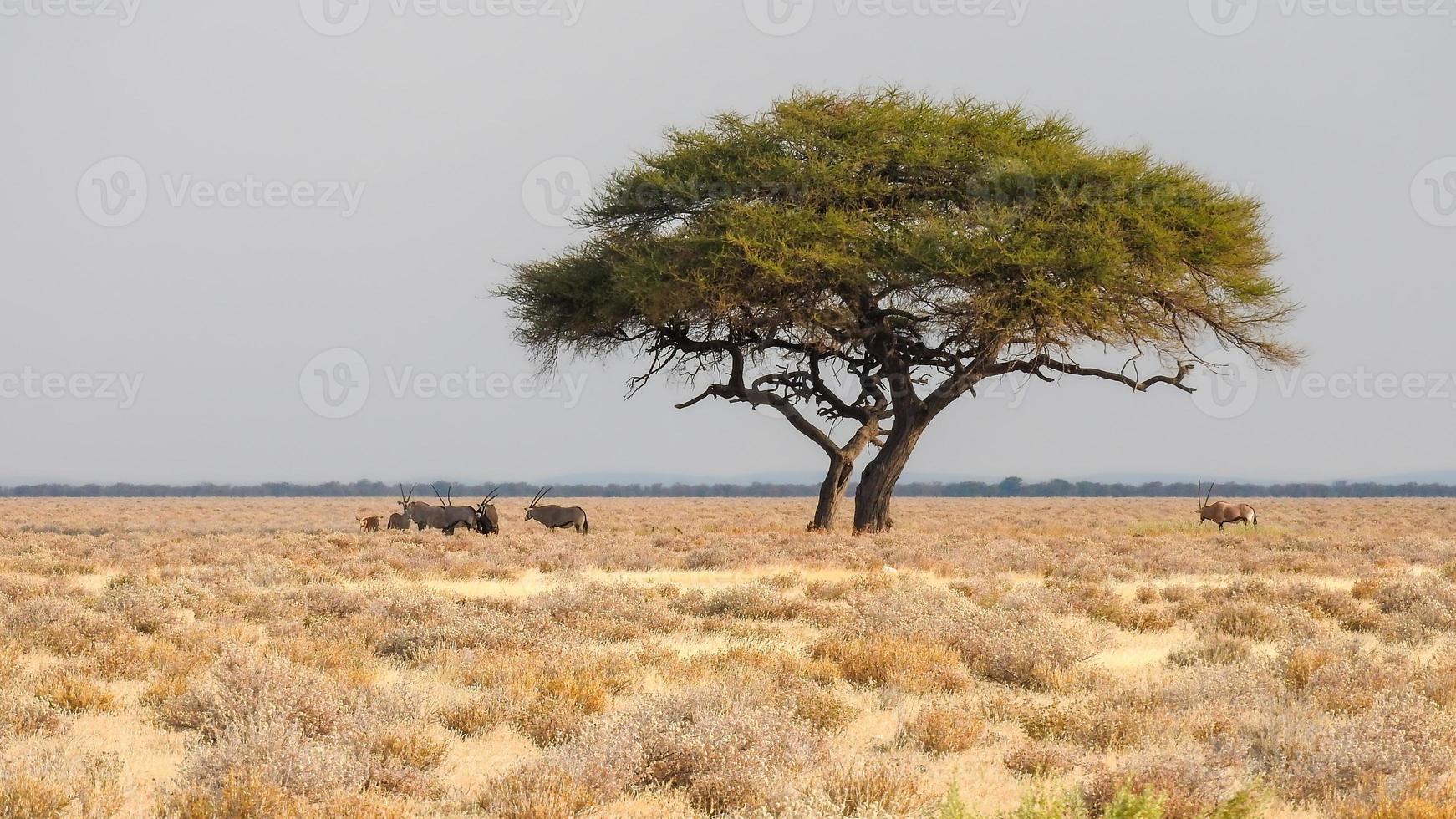A herd of Oryx antelopes seek shade under a camel thorn tree photo
