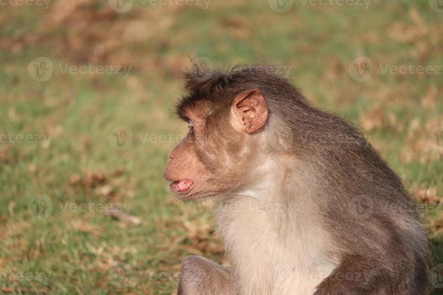 Rhesus Macaque Monkey clear focused view during day photo