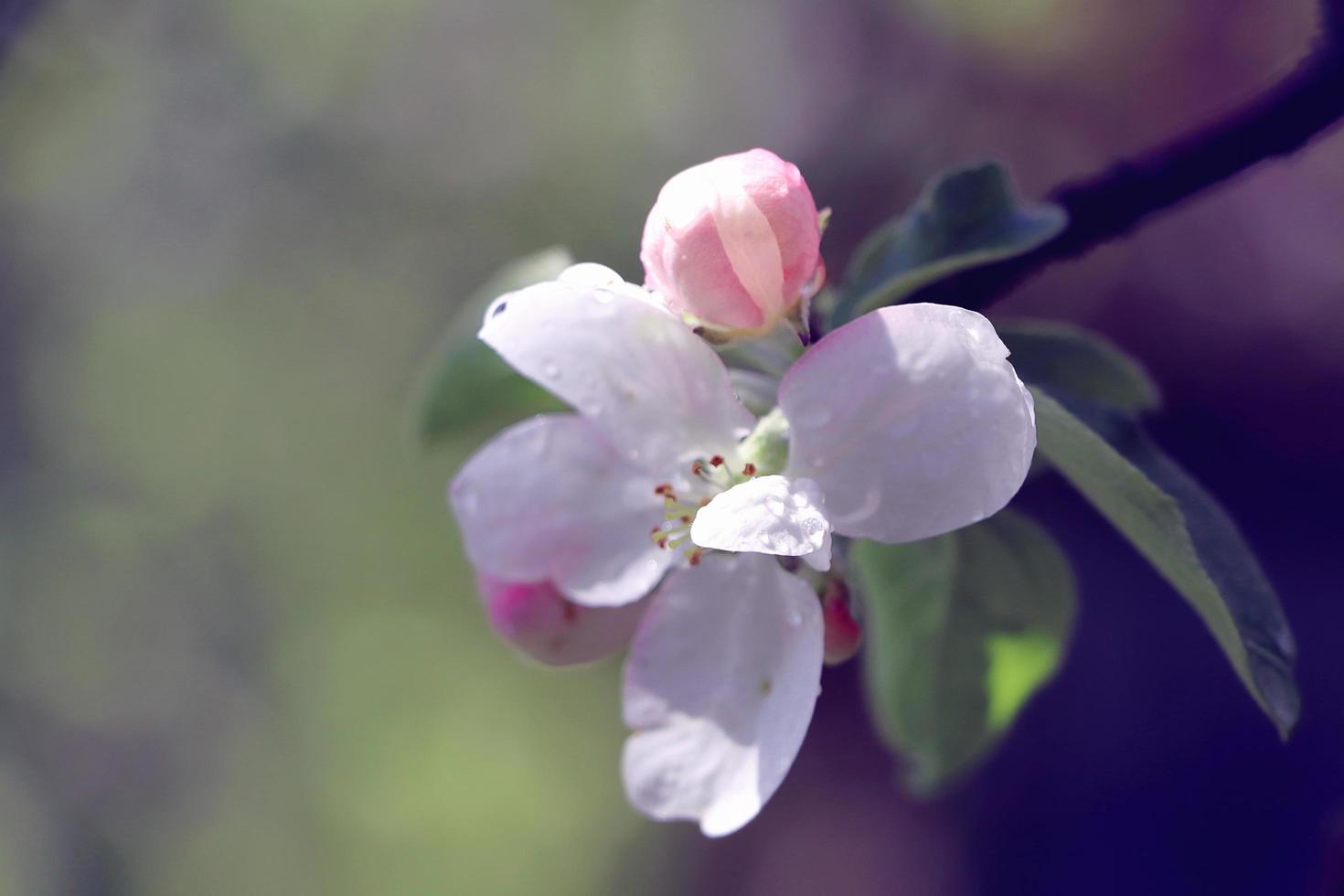 Fowers of the cherry or apple blossom. Sakura flower. photo