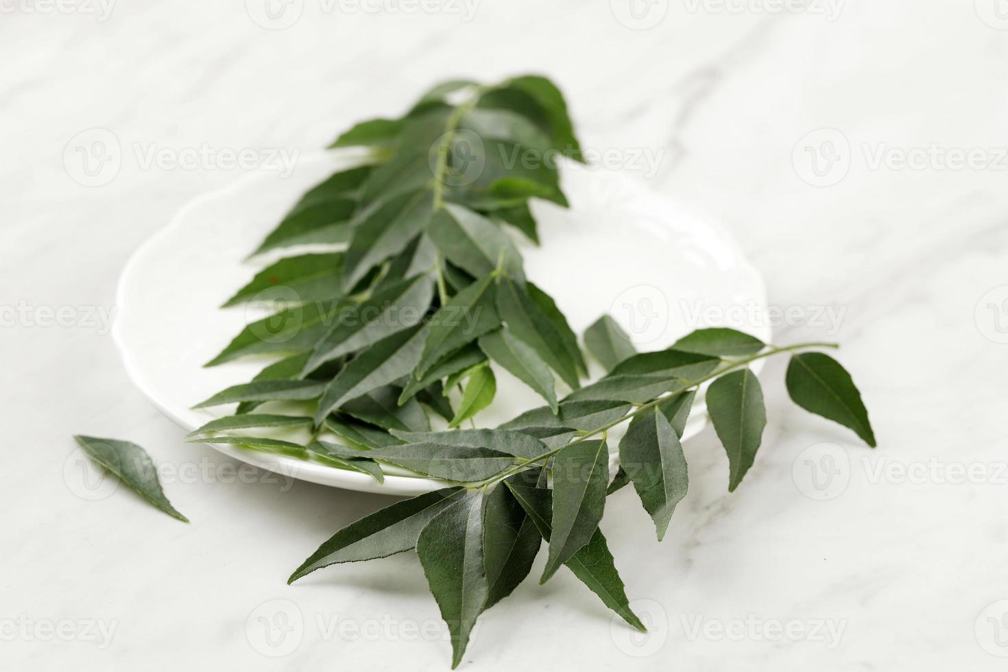 Fresh Salam Koja Curry Leaves or Kadi Patta Daun Kari photo
