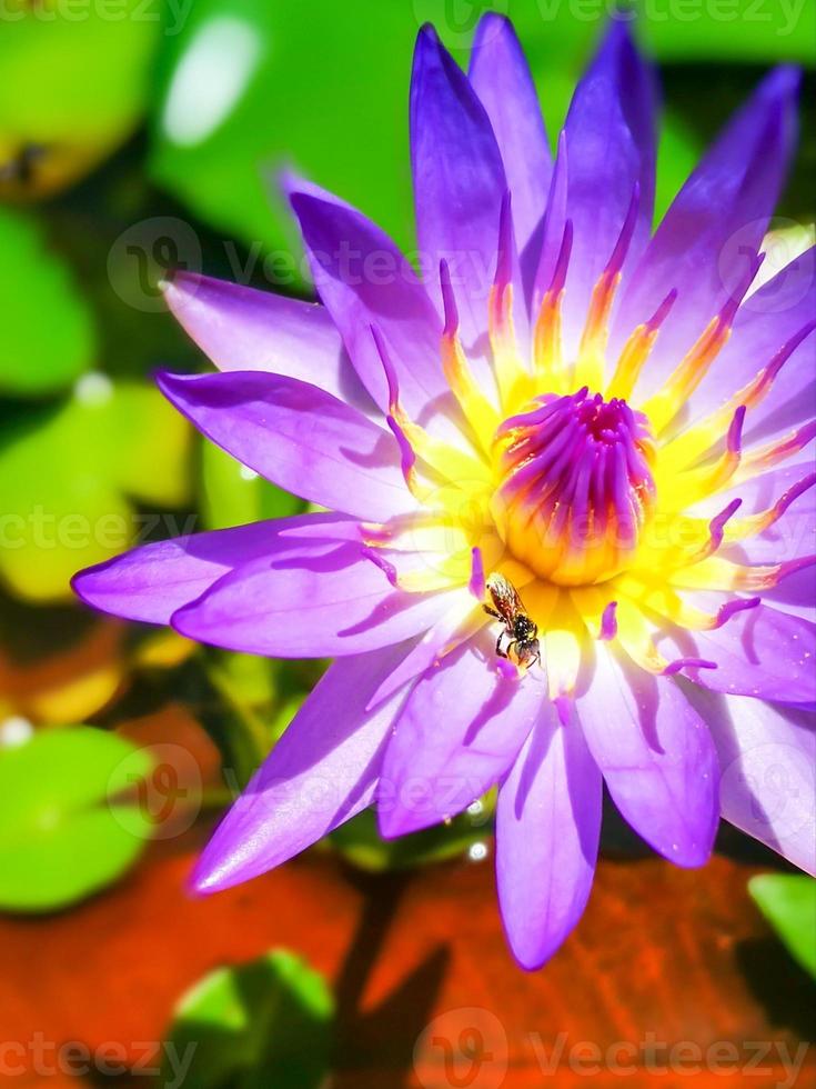 The purple lotus flower in the pond is blooming in the morning. photo