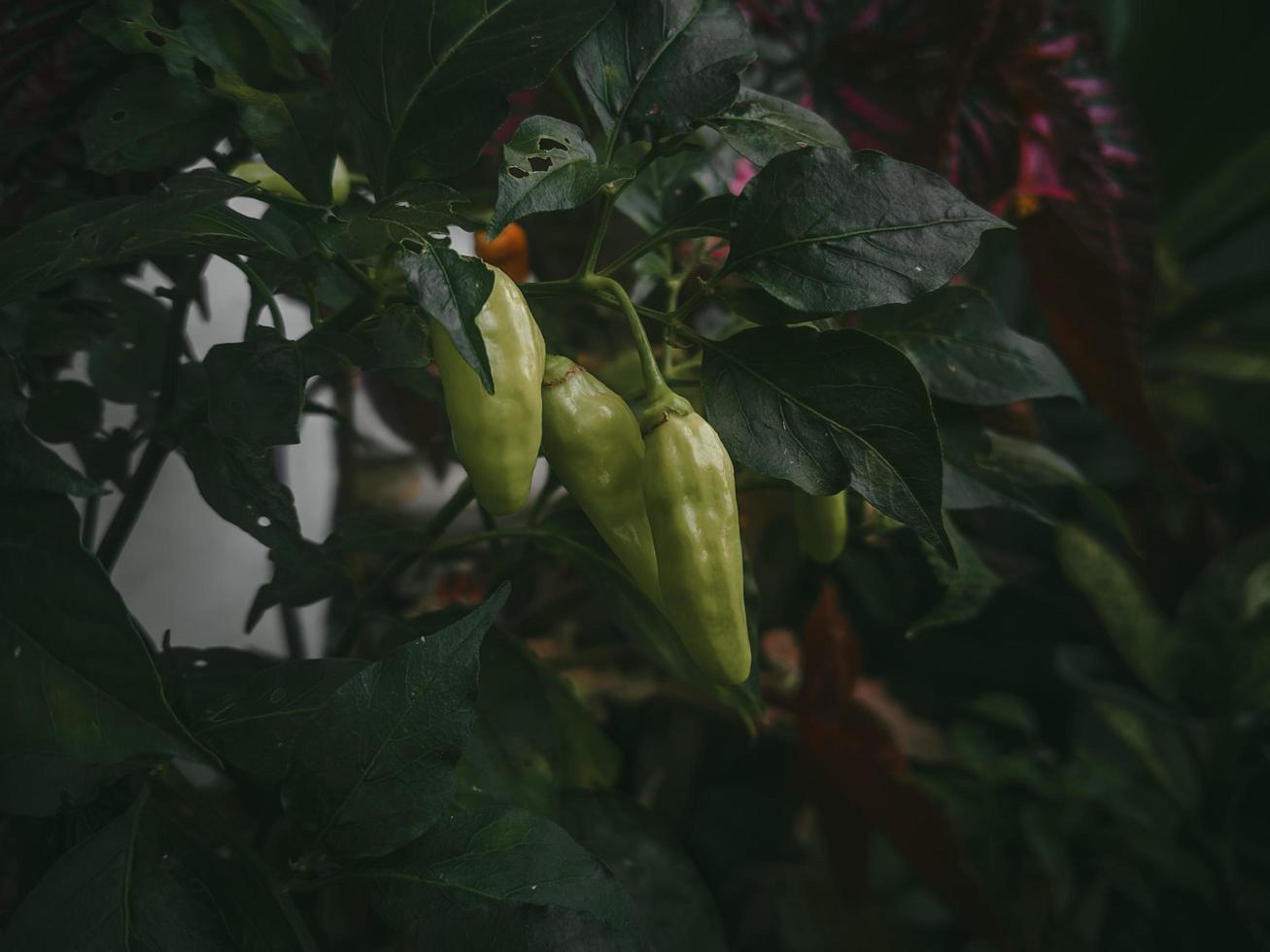 green chillies background with dramatic colors photo