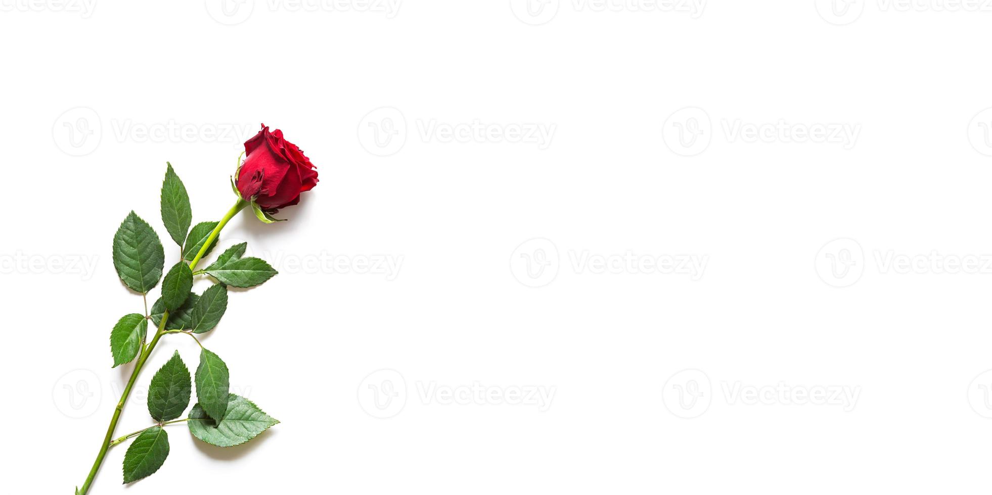 Red rose on white background with copyspace. A gift for a woman on a holiday, an invitation to a date, Valentine's Day, a sign of love photo