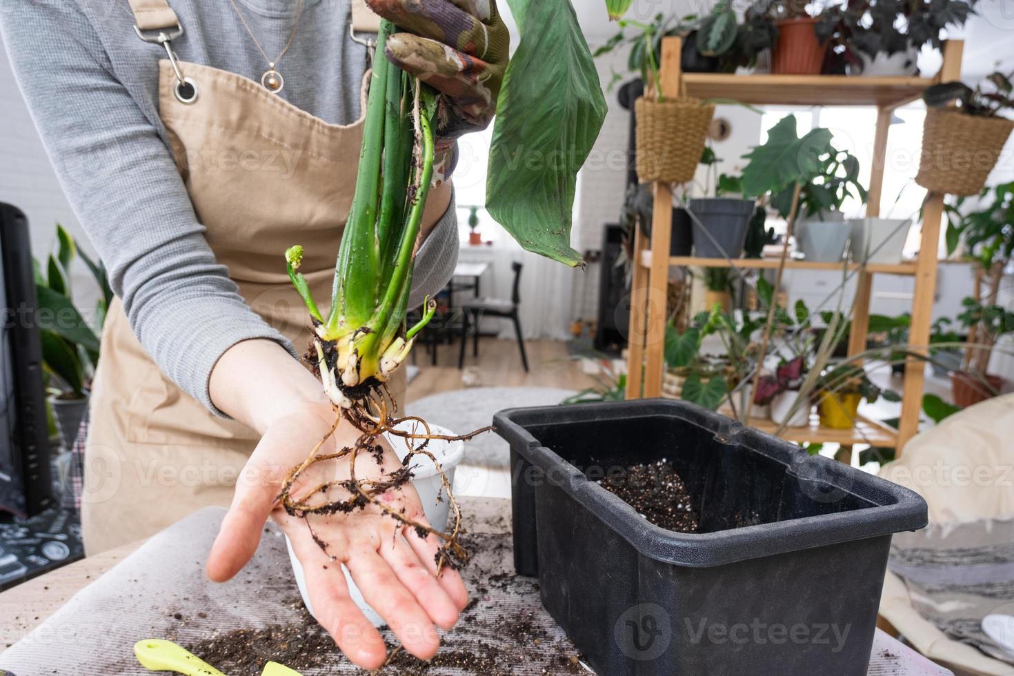 el de barro terrón de un hogar en conserva planta es entrelazado con raíces, el planta tiene superado el maceta. el necesitar para un planta replantar. trasplante y cuidando para un hogar planta, rizoma, raíz putrefacción foto