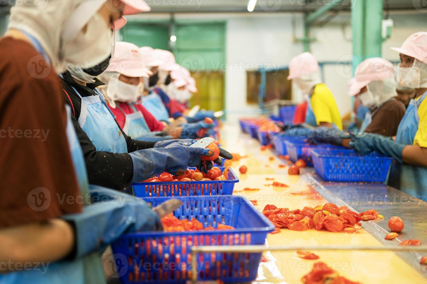 Workers chopping tomatoes for canned tomato sauce in industrial