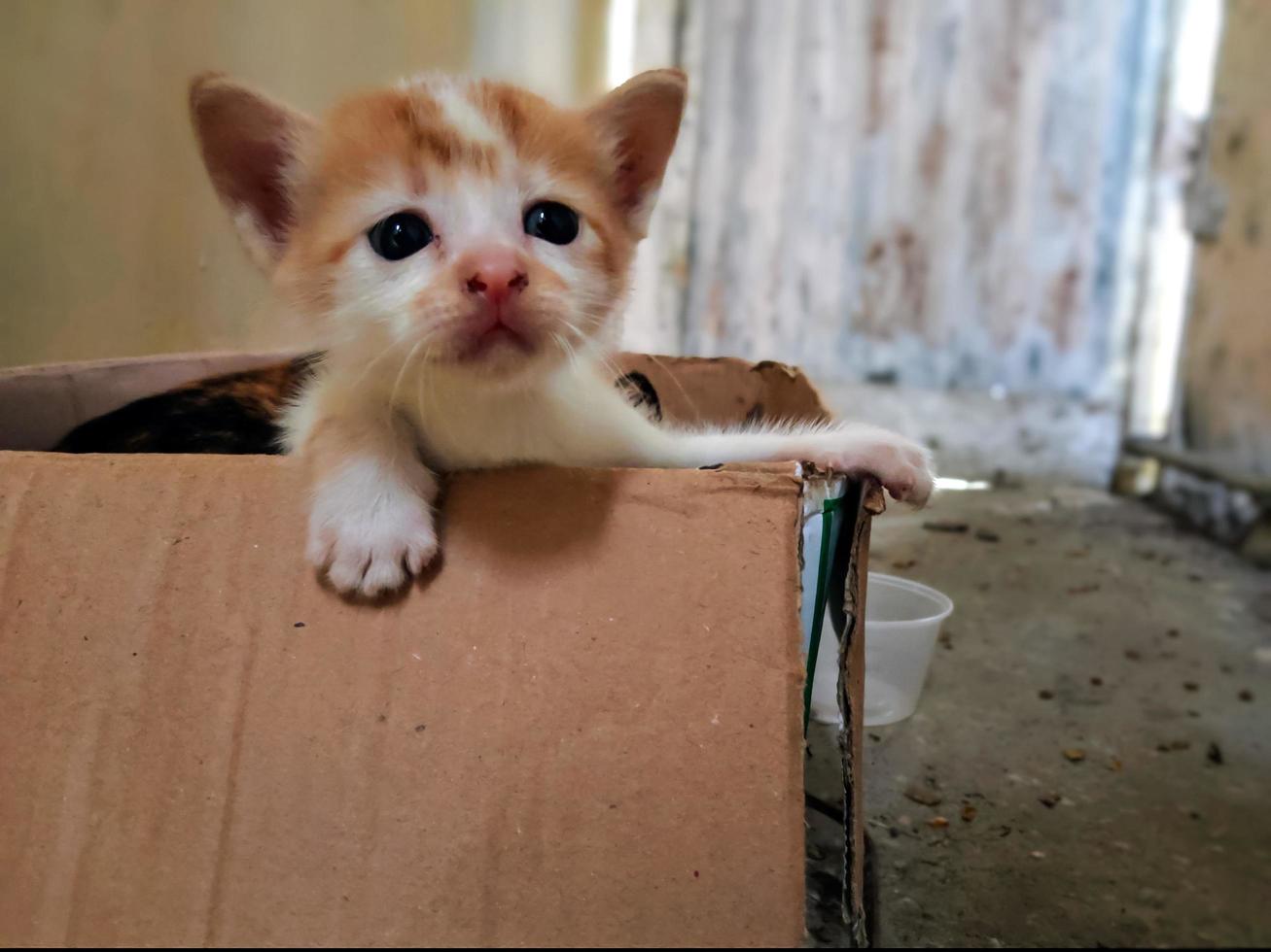 A kitten is in a cardboard box photo