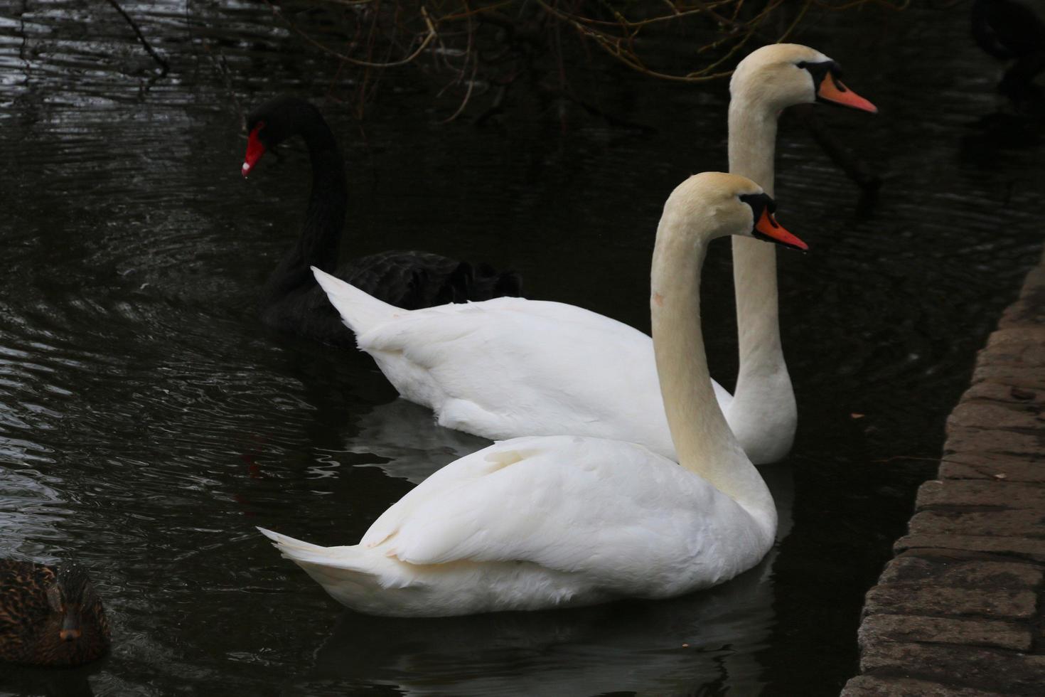 A view of a Mute Swan in London photo