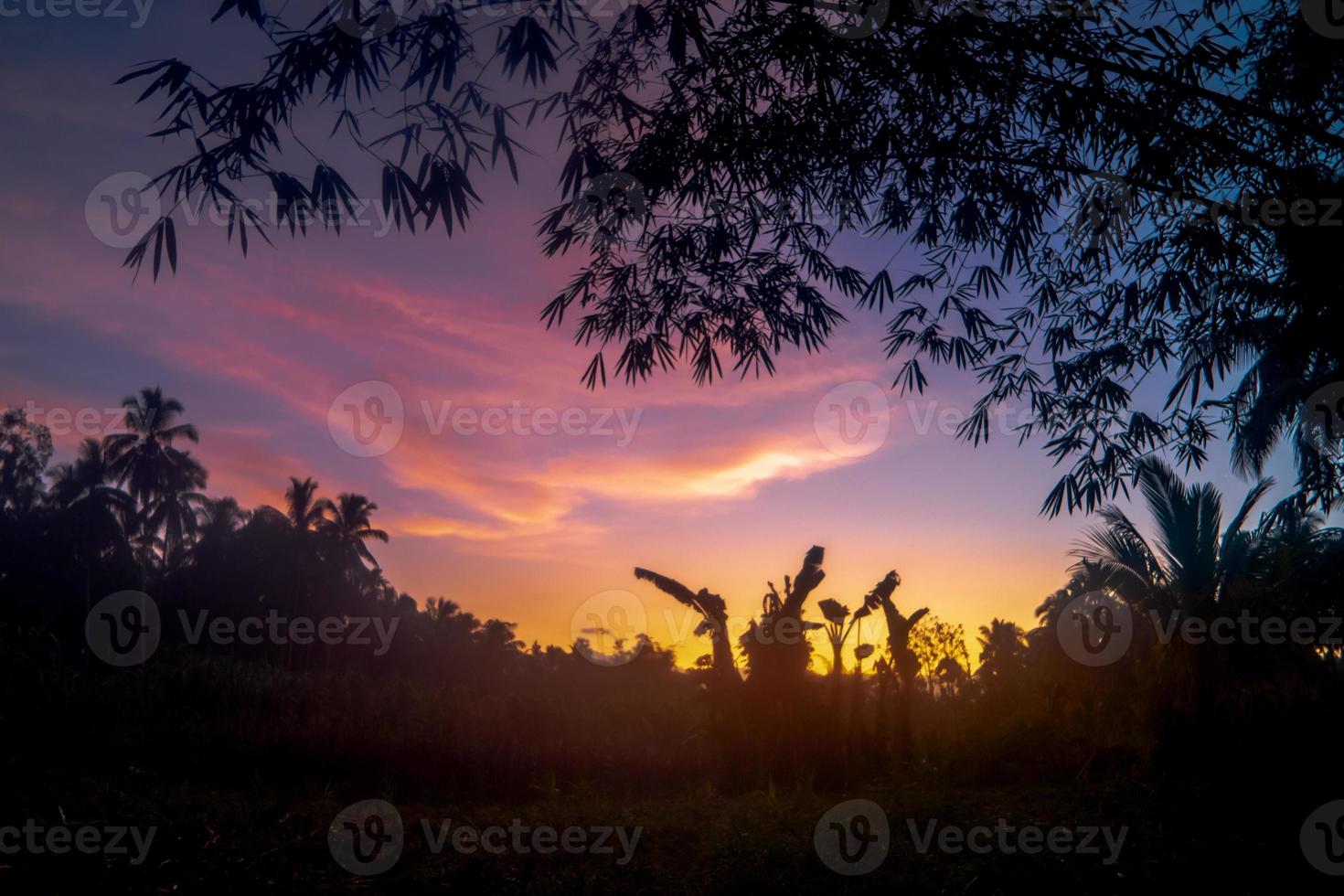 Early morning nature landscape with bamboo in silhouette photo