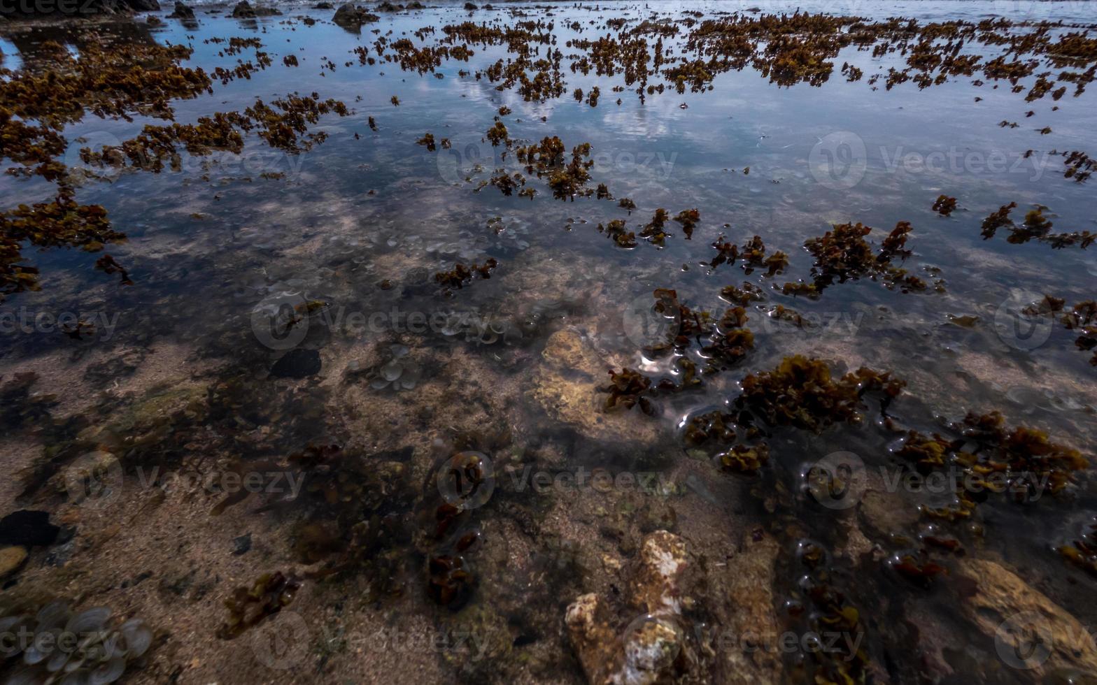 perder hasta Disparo de playa coral en Oeste Sumatra provincia, Indonesia foto