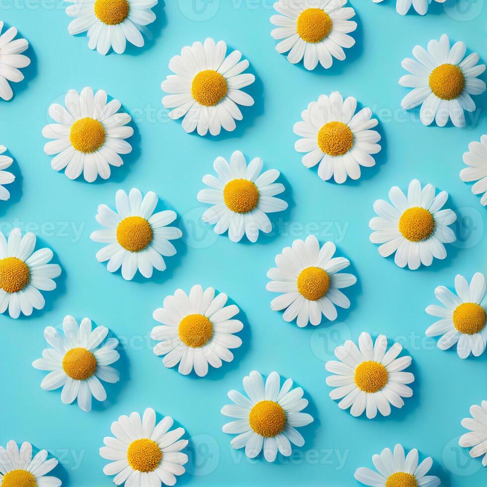 Flat lay spring blooming and summer chamomile flowers on blue background pattern - image photo