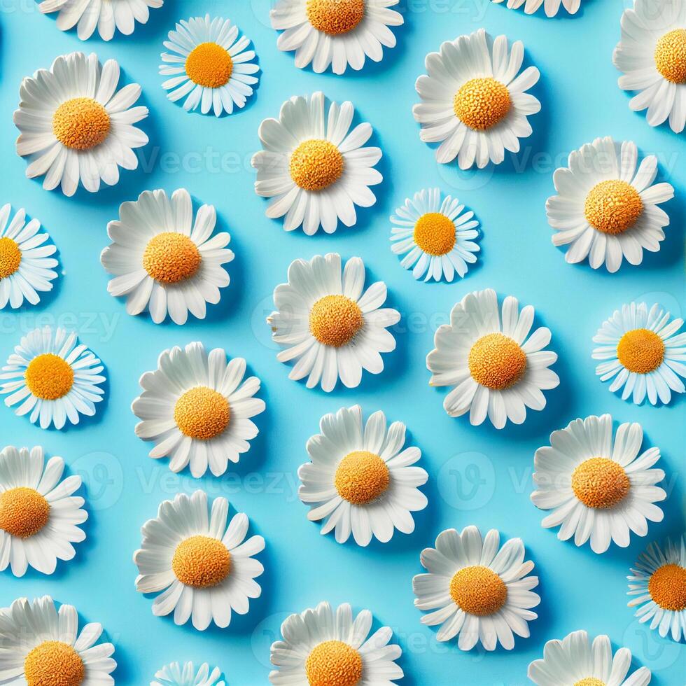 Flat lay spring blooming and summer chamomile flowers on blue background pattern - image photo