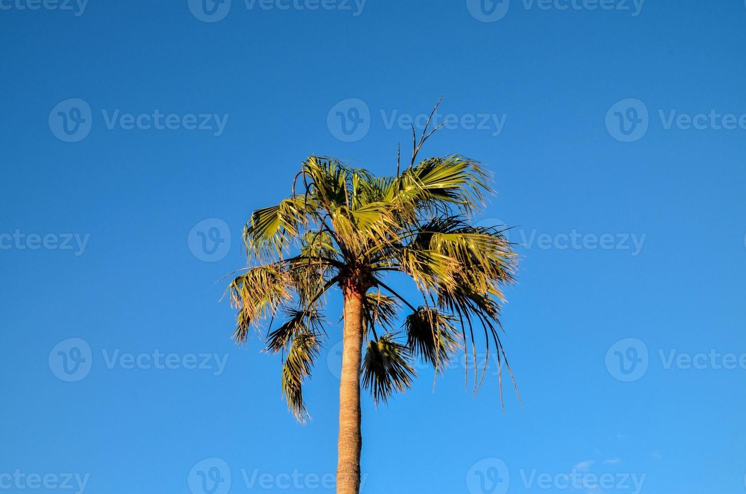 Tropical palm trees photo