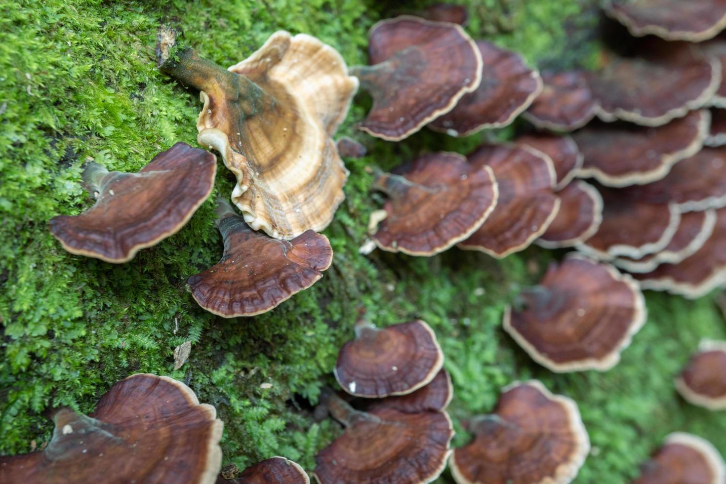 Brown polypore mushroom on the fallen tree tropical forest when rainy season. The photo is suitable to use for nature background, wild life poster and botanical content media.