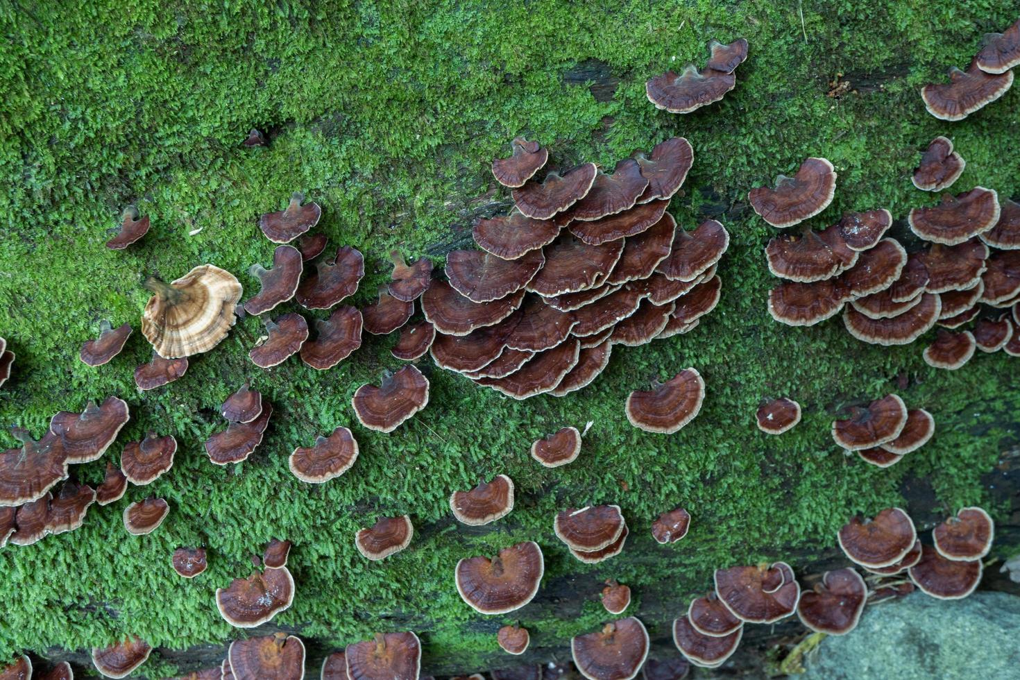 Brown polypore mushroom on the fallen tree tropical forest when rainy season. The photo is suitable to use for nature background, wild life poster and botanical content media.