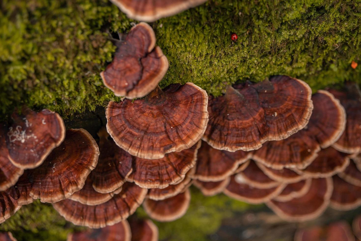 Brown polypore mushroom on the fallen tree tropical forest when rainy season. The photo is suitable to use for nature background, wild life poster and botanical content media.