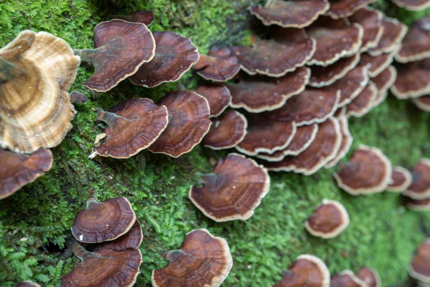 Brown polypore mushroom on the fallen tree tropical forest when rainy season. The photo is suitable to use for nature background, wild life poster and botanical content media.