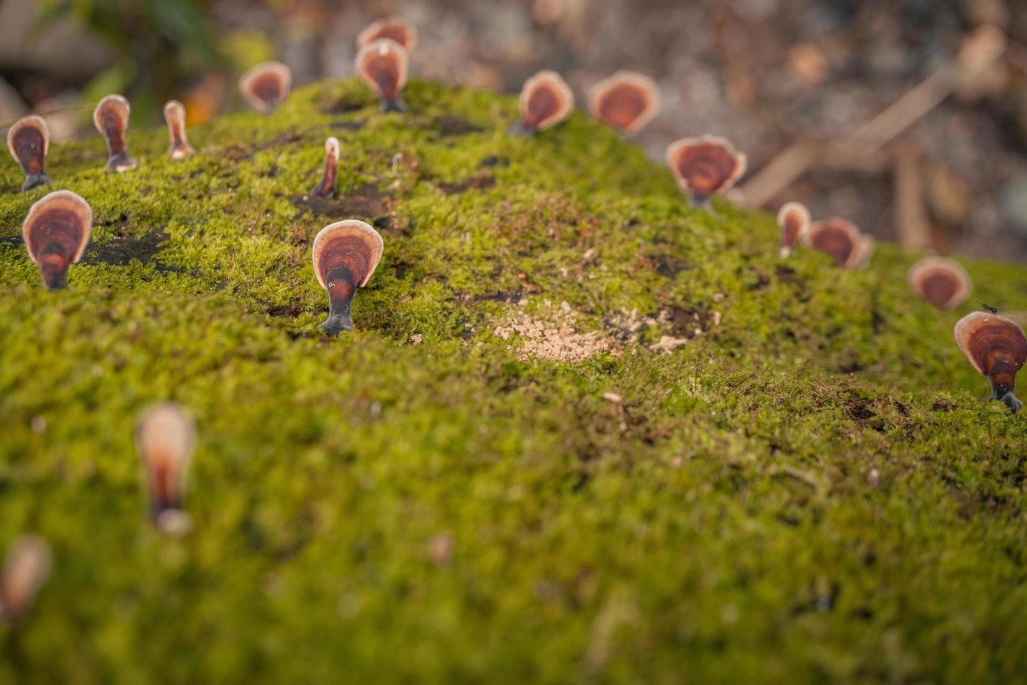 Brown polypore mushroom on the fallen tree tropical forest when rainy season. The photo is suitable to use for nature background, wild life poster and botanical content media.