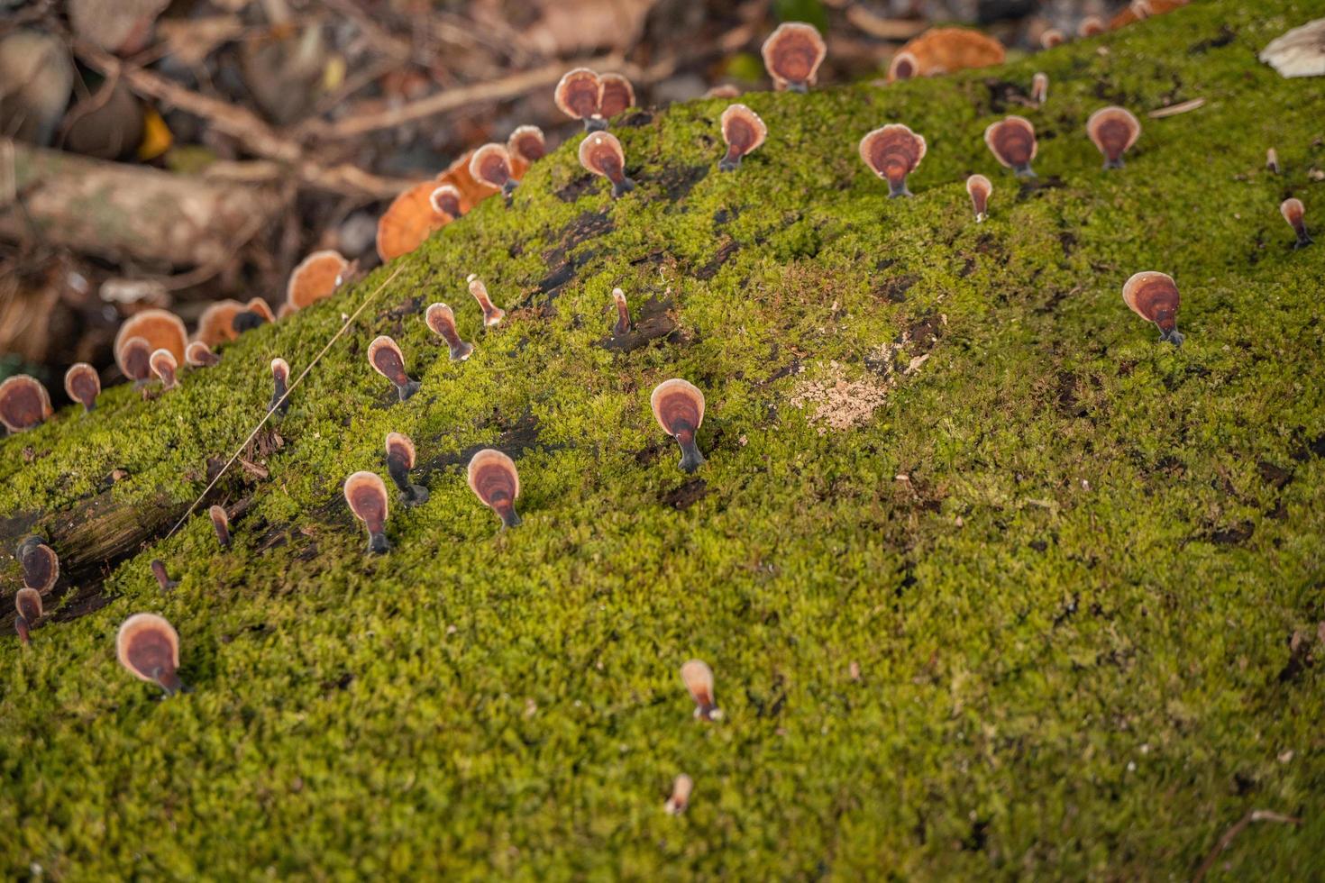 Brown polypore mushroom on the fallen tree tropical forest when rainy season. The photo is suitable to use for nature background, wild life poster and botanical content media.
