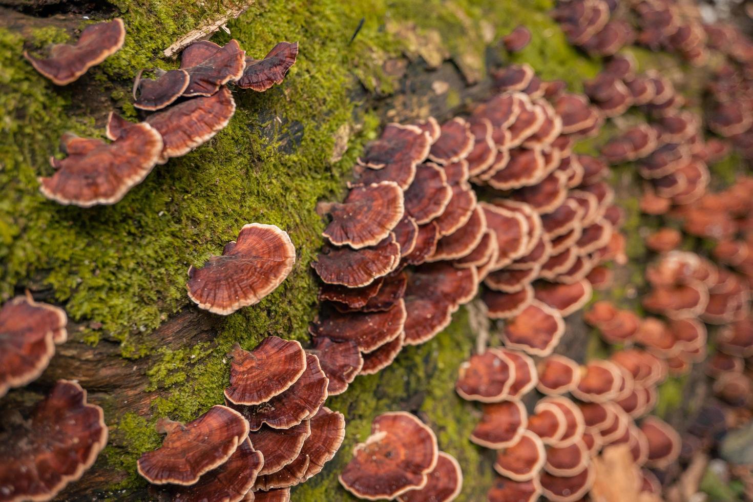 Brown polypore mushroom on the fallen tree tropical forest when rainy season. The photo is suitable to use for nature background, wild life poster and botanical content media.