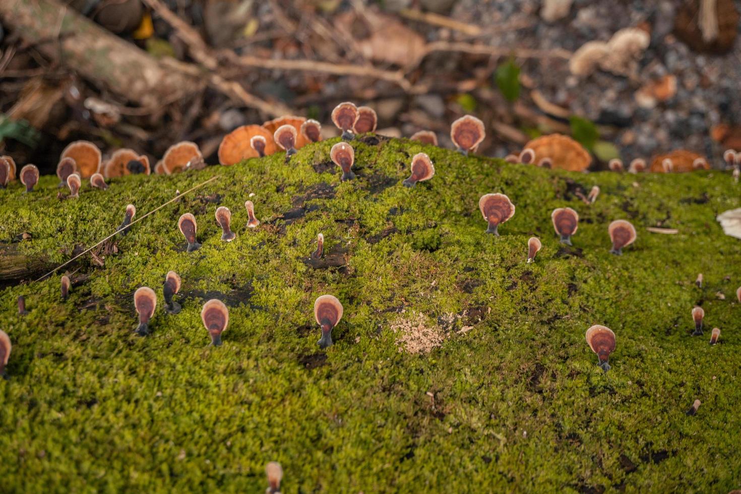 Brown polypore mushroom on the fallen tree tropical forest when rainy season. The photo is suitable to use for nature background, wild life poster and botanical content media.