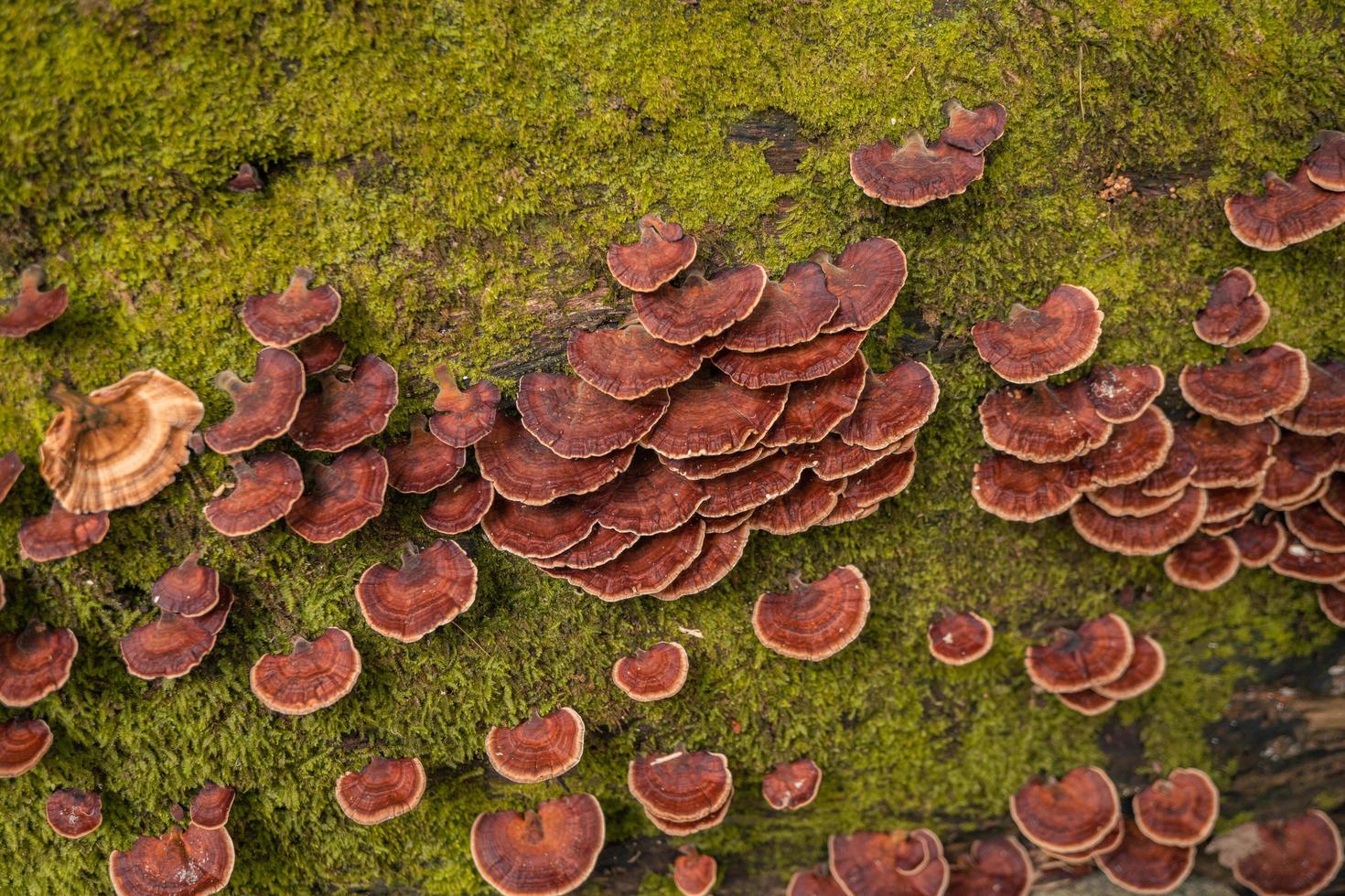 Brown polypore mushroom on the fallen tree tropical forest when rainy season. The photo is suitable to use for nature background, wild life poster and botanical content media.