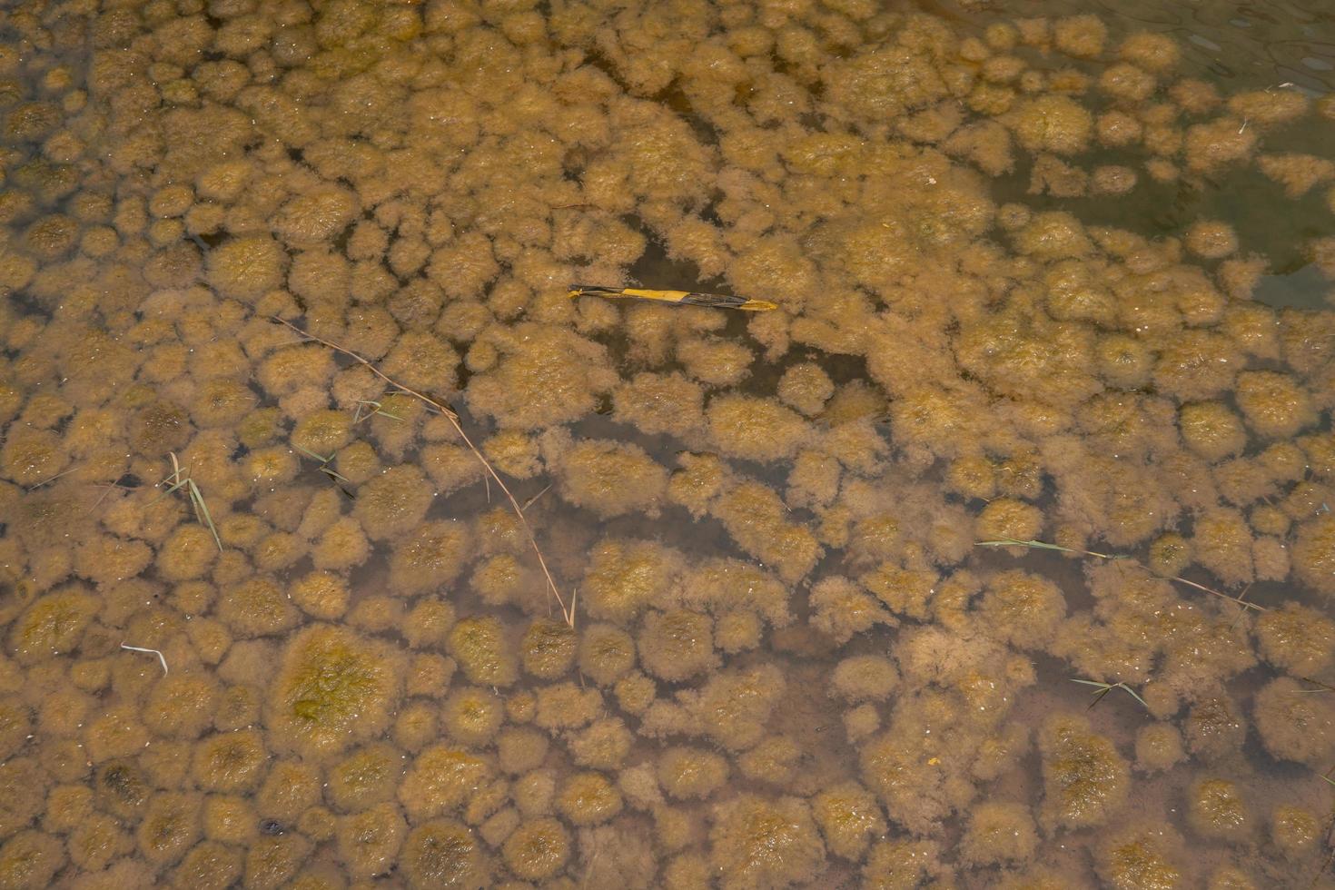 Yellow moss pond scum on waste water containment. The photo is suitable to use for nature background, wild life poster and botanical content media.