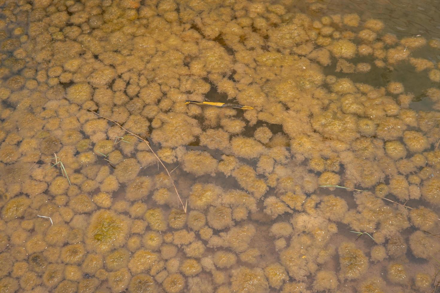 Yellow moss pond scum on waste water containment. The photo is suitable to use for nature background, wild life poster and botanical content media.