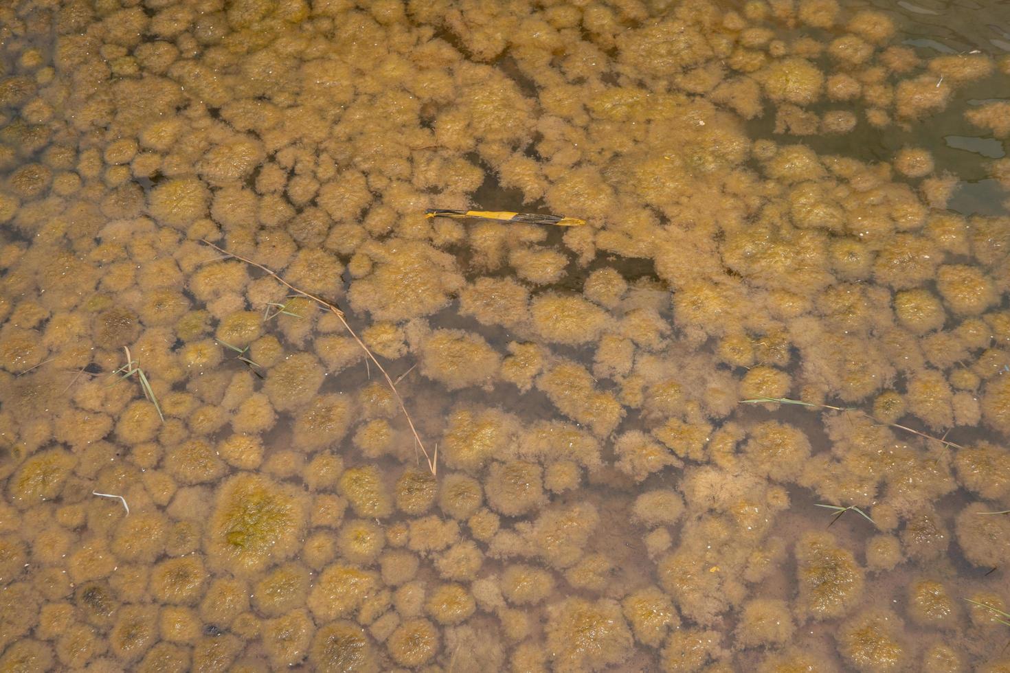 Yellow moss pond scum on waste water containment. The photo is suitable to use for nature background, wild life poster and botanical content media.