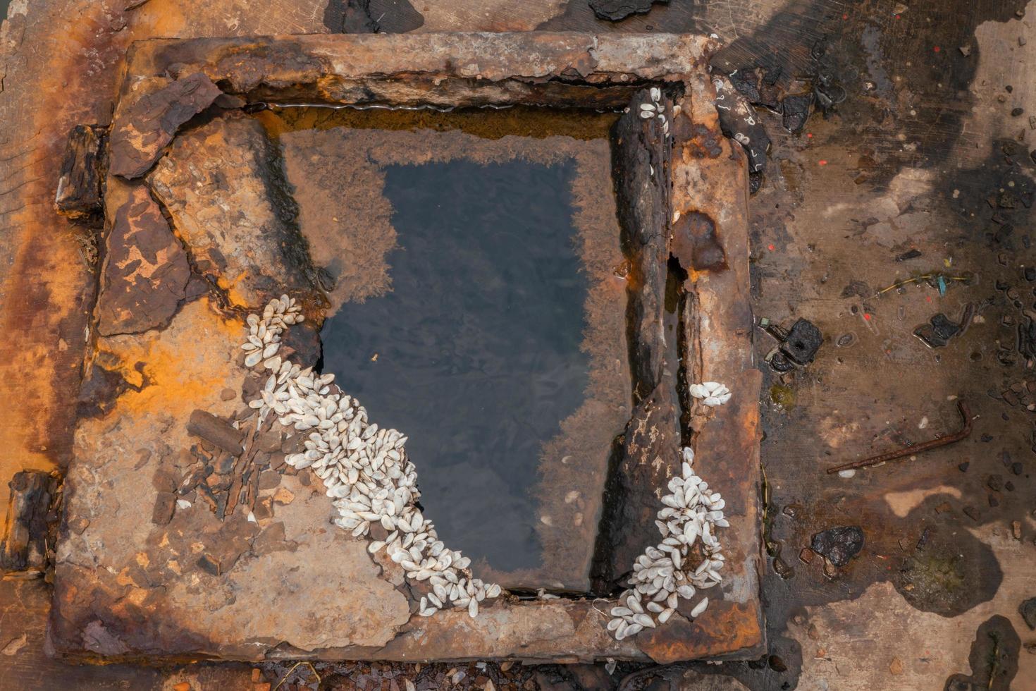 Close up shell growth up on the carbon steel plate on the rusty ship. The photo is suitable to use for environment poster and background.