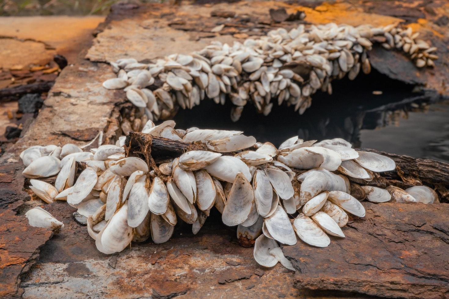Close up shell growth up on the carbon steel plate on the rusty ship. The photo is suitable to use for environment poster and background.