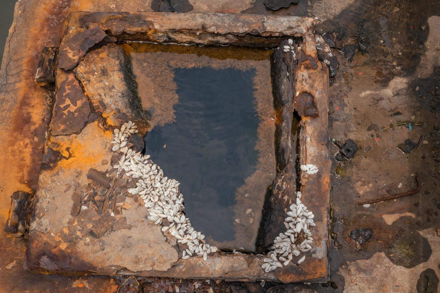 Close up shell growth up on the carbon steel plate on the rusty ship. The photo is suitable to use for environment poster and background.