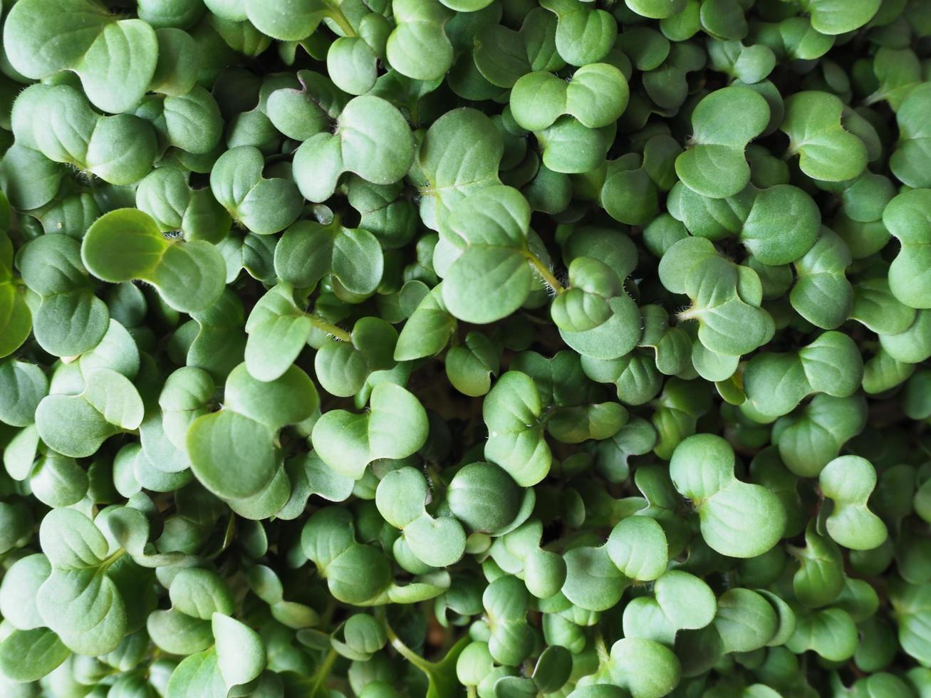 Closeup of broccoli microgreens seen from above photo