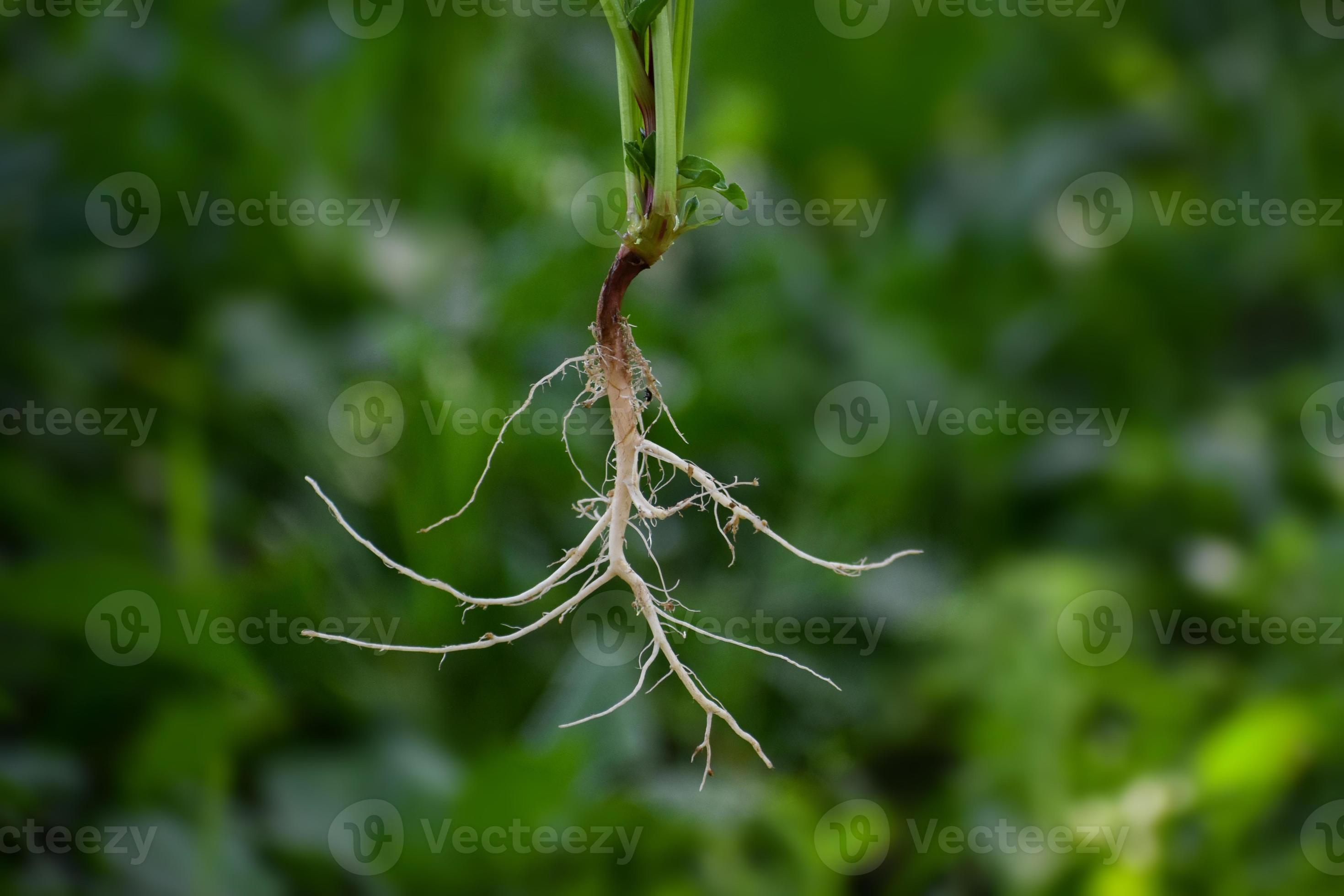 Tap Root system of a plant 21703279 Stock Photo at Vecteezy