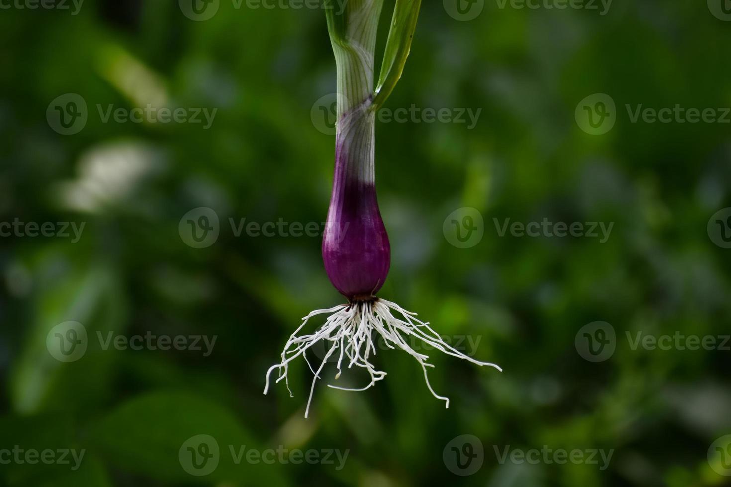 Fibrous root system of onion bulb 21703288 Stock Photo at Vecteezy