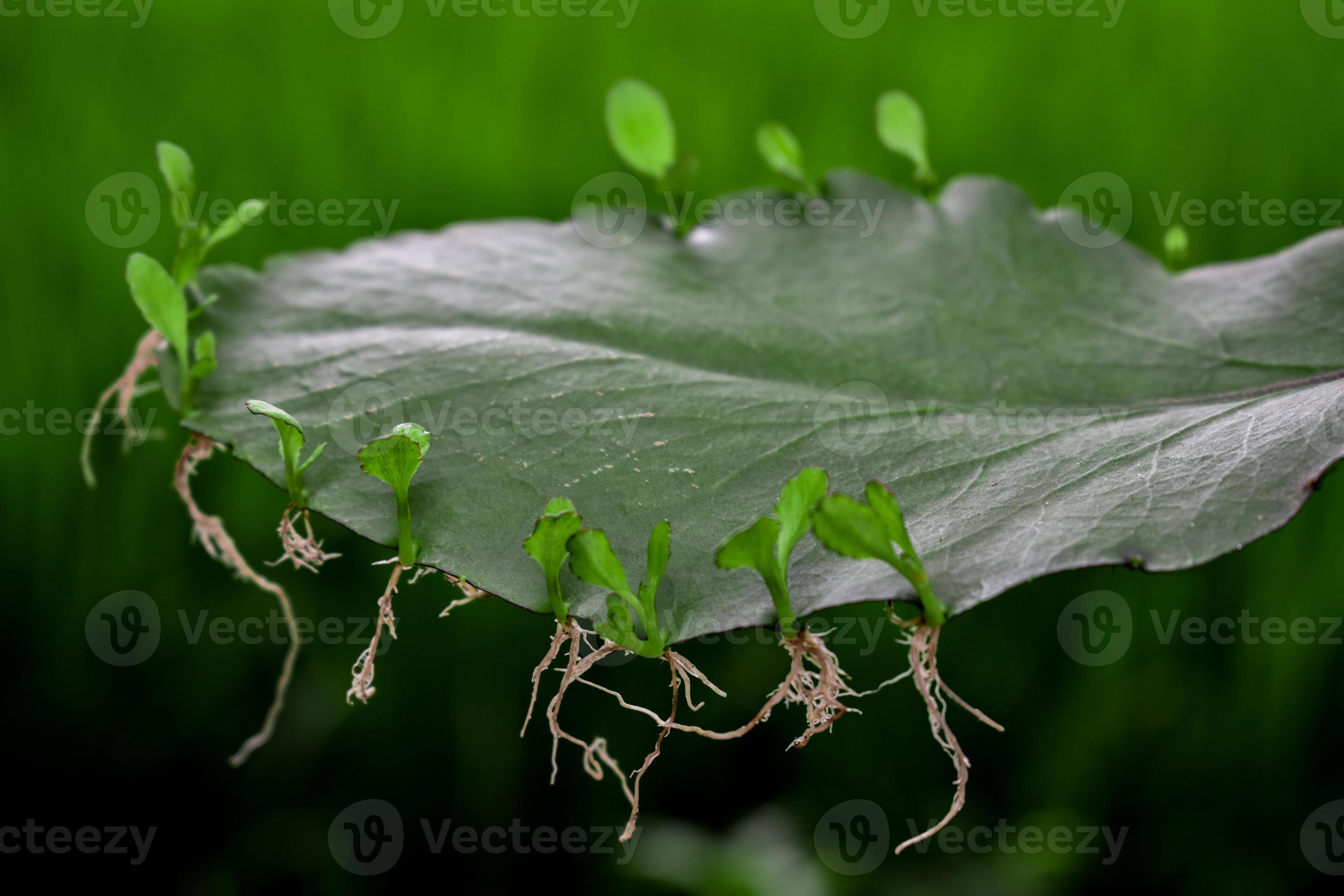 Bryophyillum leaf with buds. Some Plants grow from the leaf. Asexual
