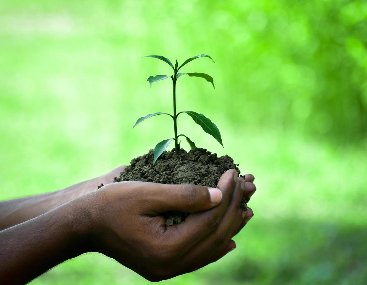 Hands holding young green plant photo