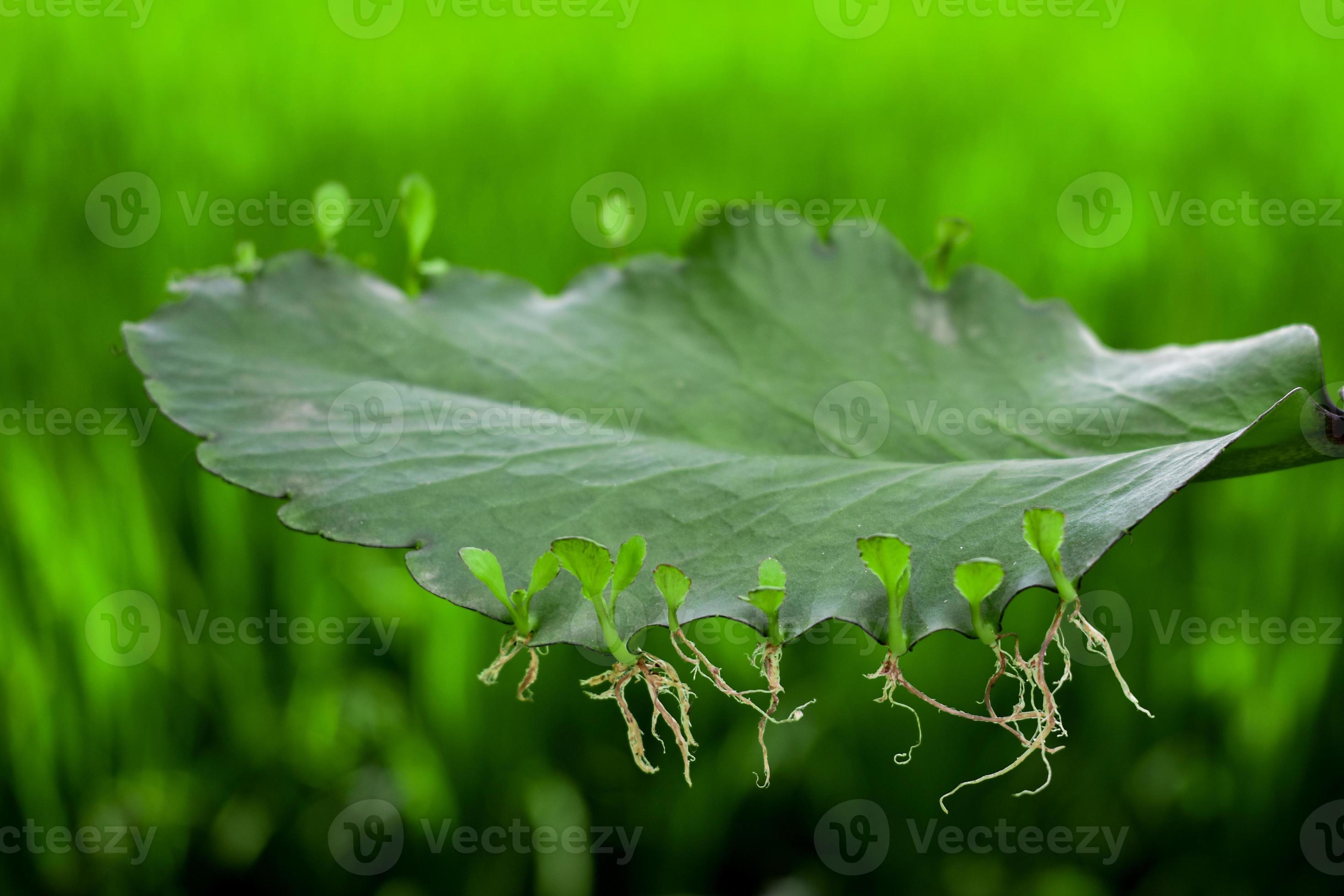 Leaf of Bryophyillum with buds. Some Plants grow from the leaf. Asexual