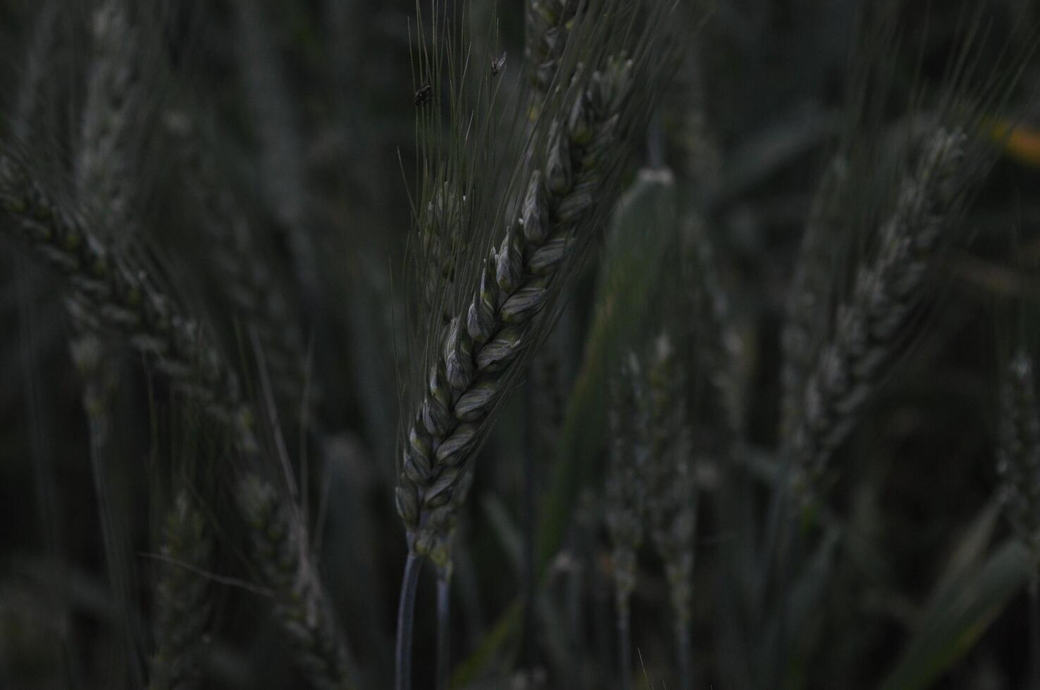 Green Wheat field panorama, wheat field, Crops field photo