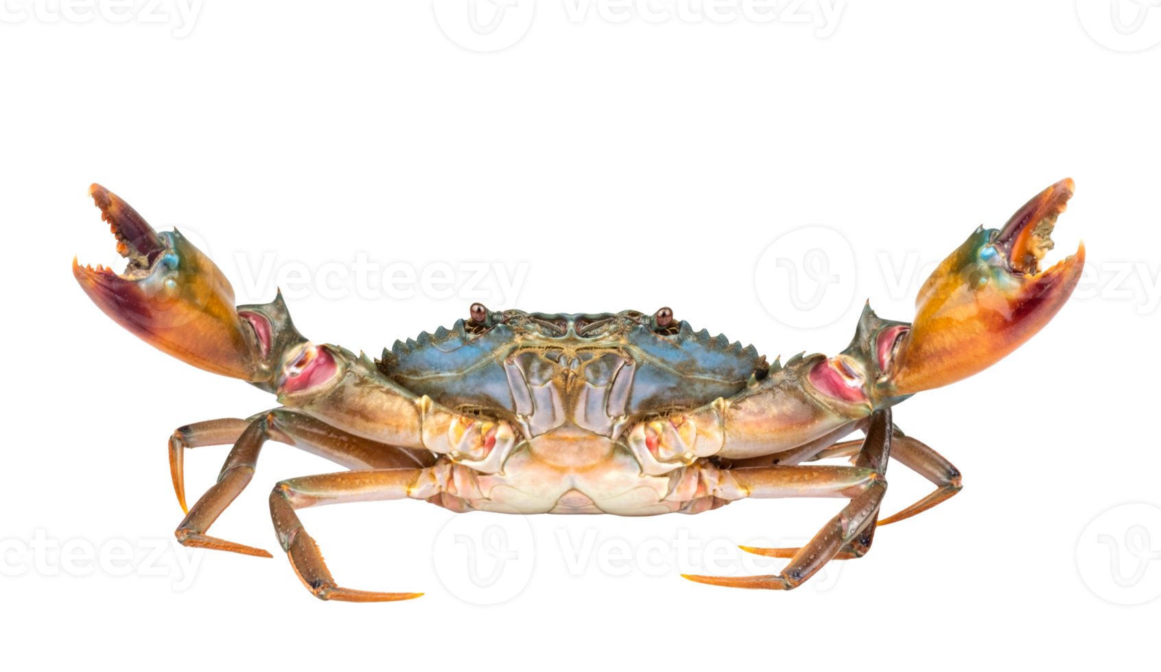 Scylla serrata. Mud crab isolated on transparent. Fresh raw materials for seafood restaurant concept. Live giant mud crab with big claw. png