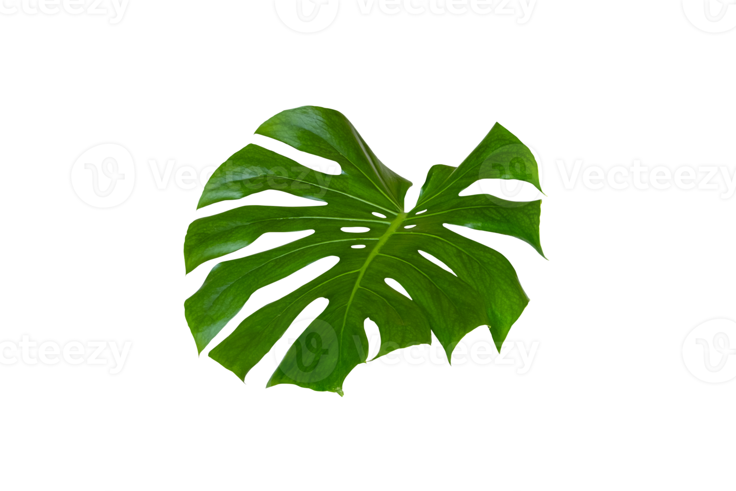 Monstera Deliciosa Monstera Giant leaf , air purification planthouse isolated on transparent background, PNG File