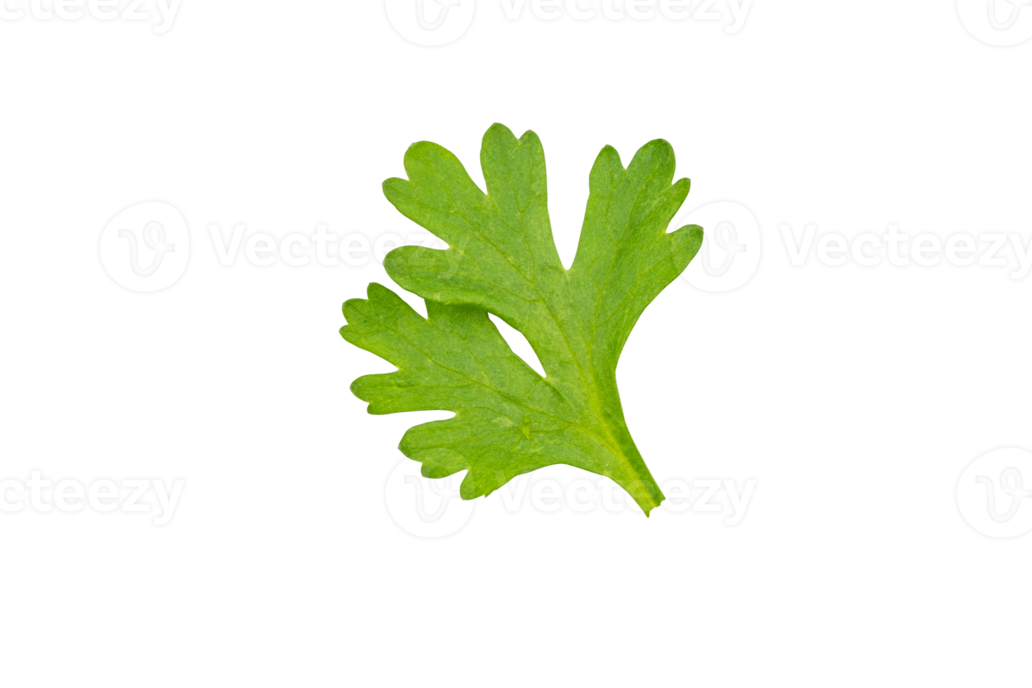 High definition of fresh green coriander leaf isolated on transparent background, salad leaf, PNG File.