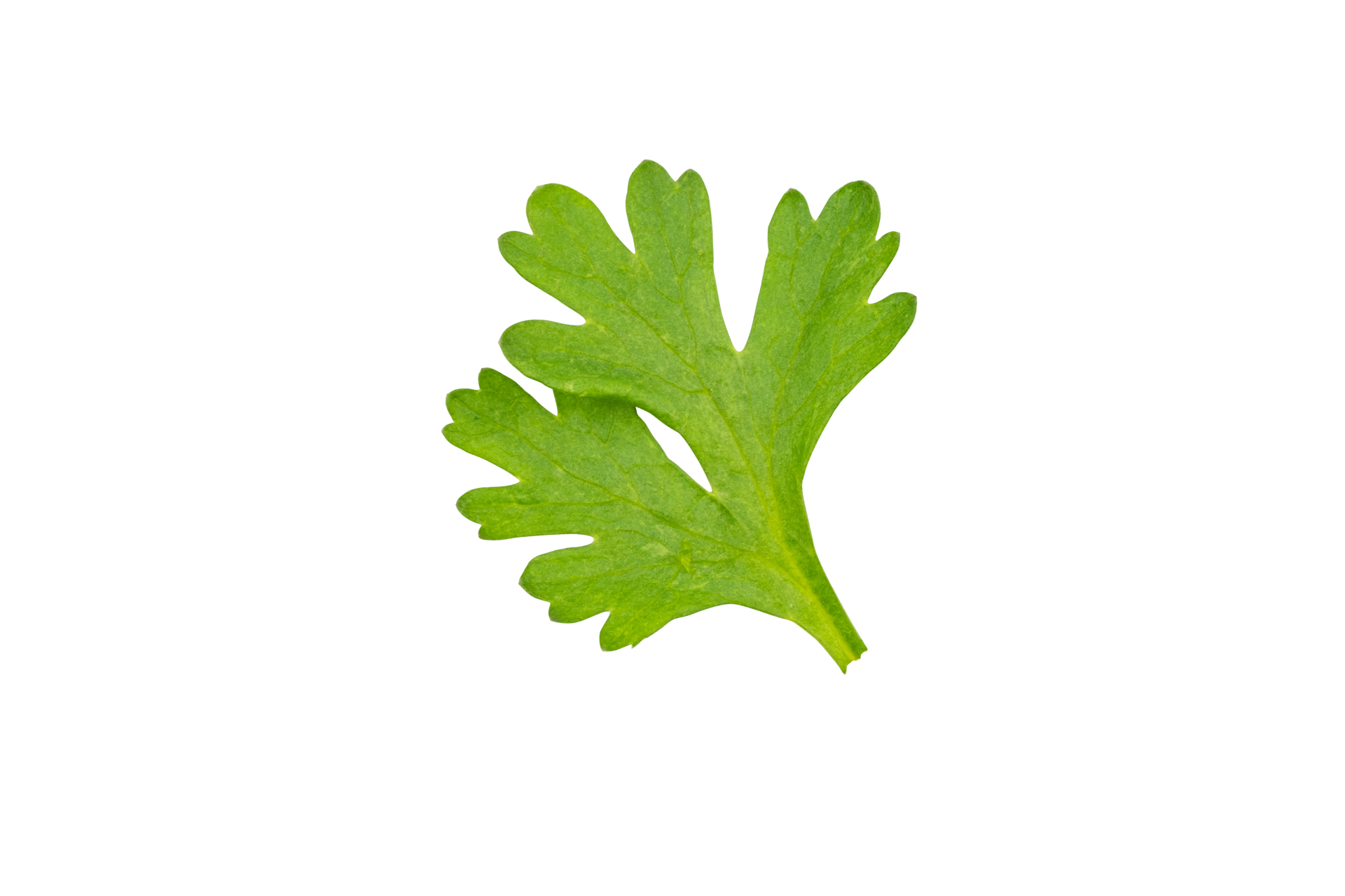 High definition of fresh green coriander leaf isolated on transparent