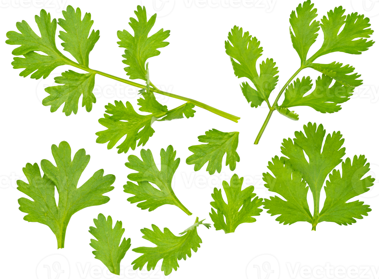 Set of fresh green coriander leaf isolated on transparent background, group of vegetable leaf, salad leaf, PNG File
