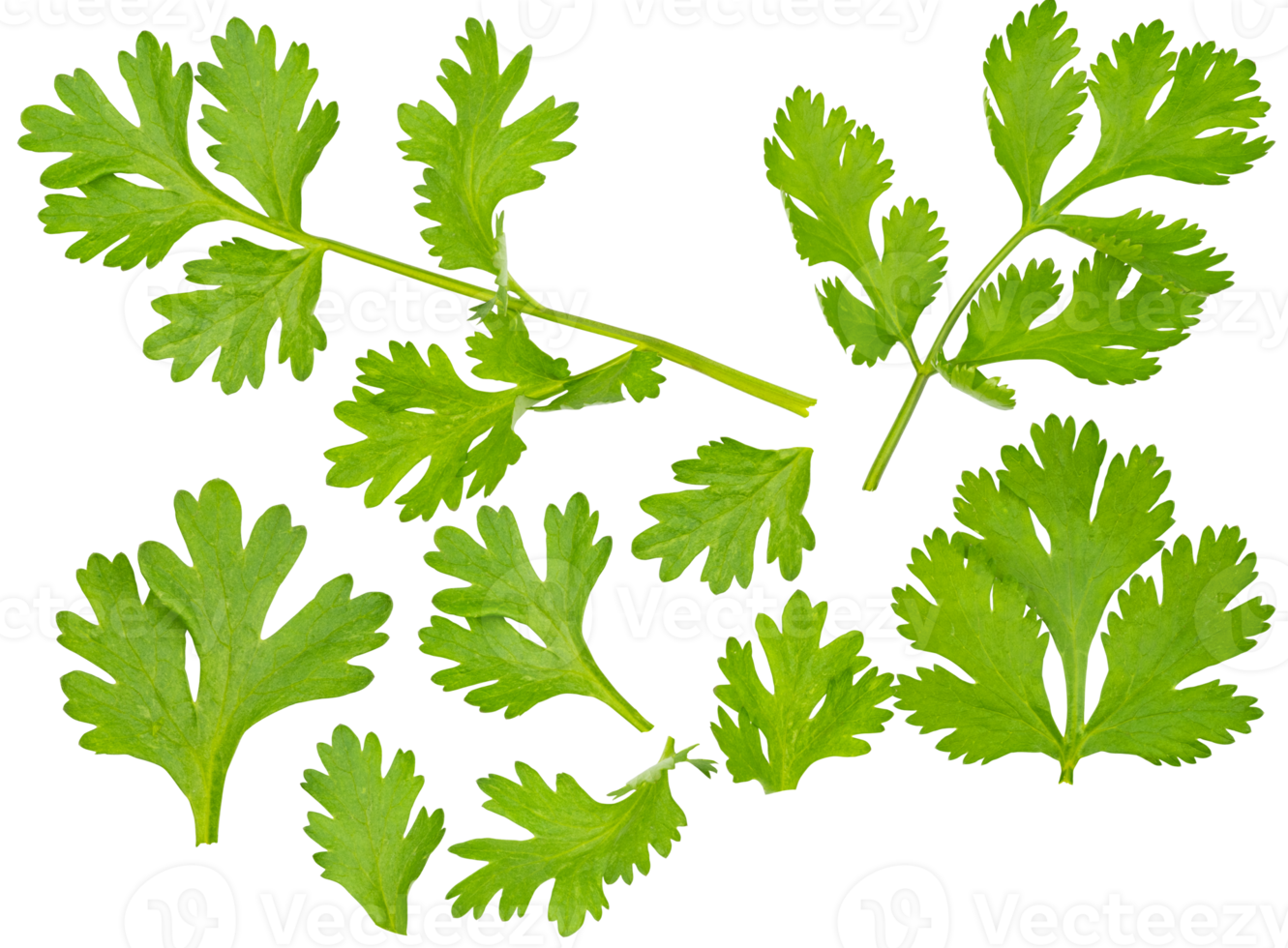 conjunto do fresco verde coentro folha isolado em transparente fundo, grupo do vegetal folha, salada folha, png Arquivo