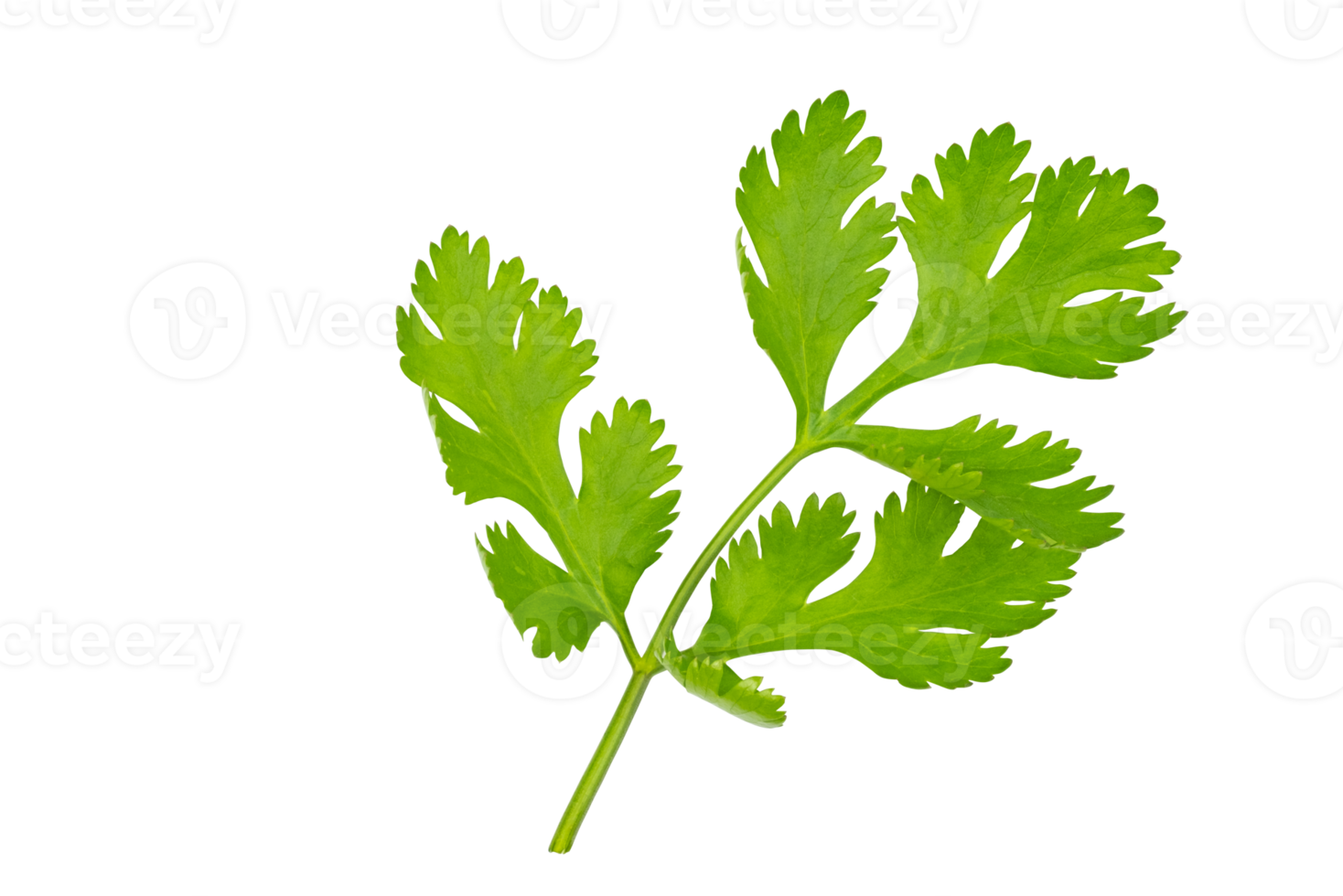 Alto definição do fresco verde coentro folha isolado em transparente fundo, salada folha, png arquivo.