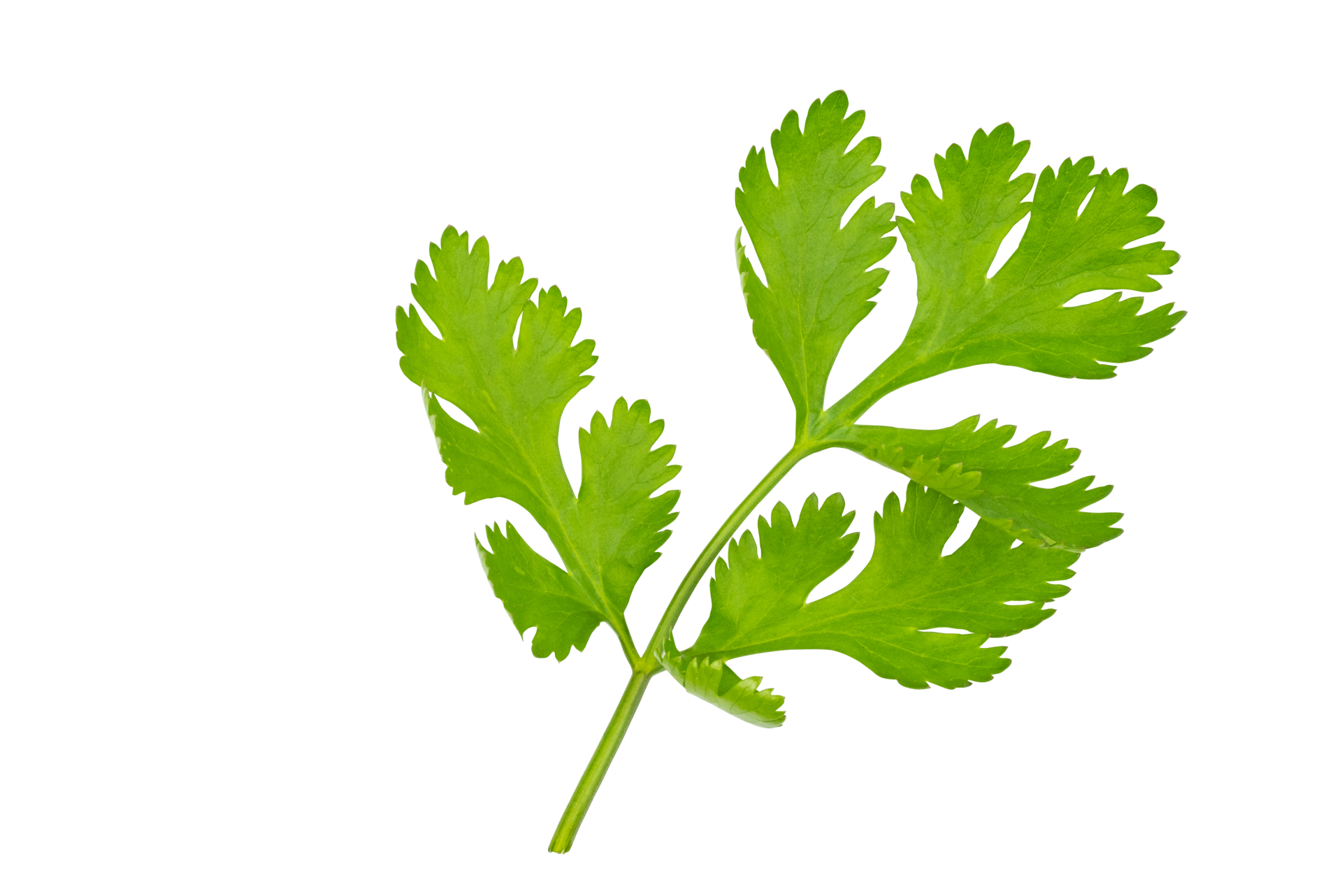 Free haute définition de Frais vert coriandre feuille isolé sur Free haute définition de Frais vert coriandre feuille isolé sur