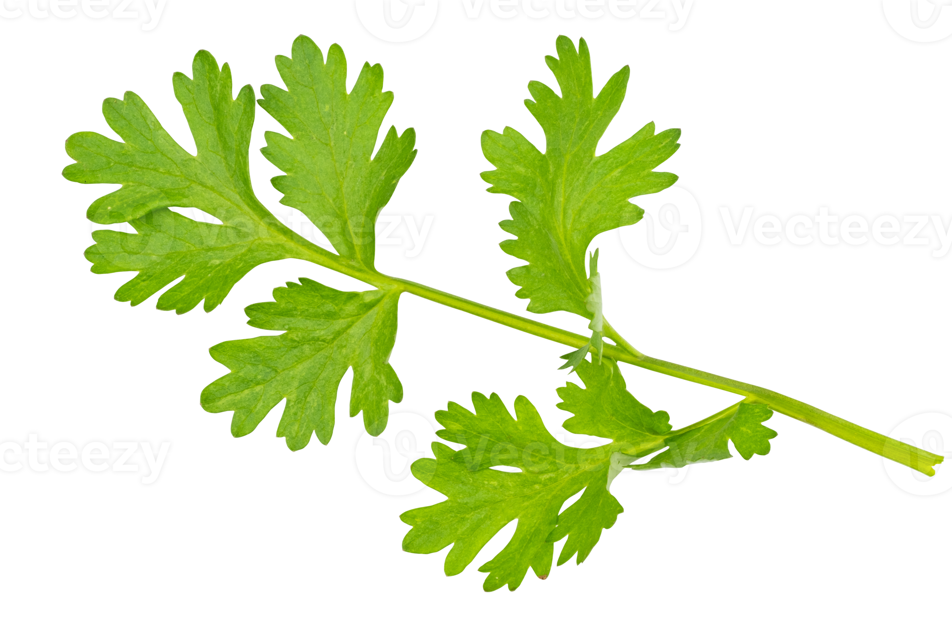 High definition of fresh green coriander leaf isolated on transparent