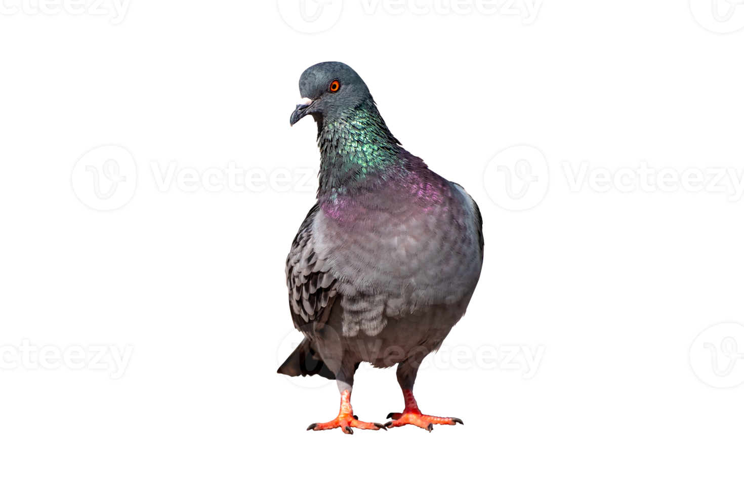 Full body of standing pigeon bird isolate on transparent background, PNG file