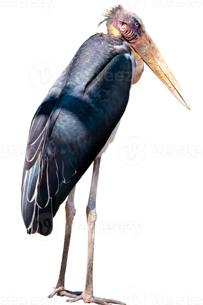 Full body standing of Lesser adjutant stork or Leptoptilos javanicus isolated on transparent background, PNG File, animal, bird,