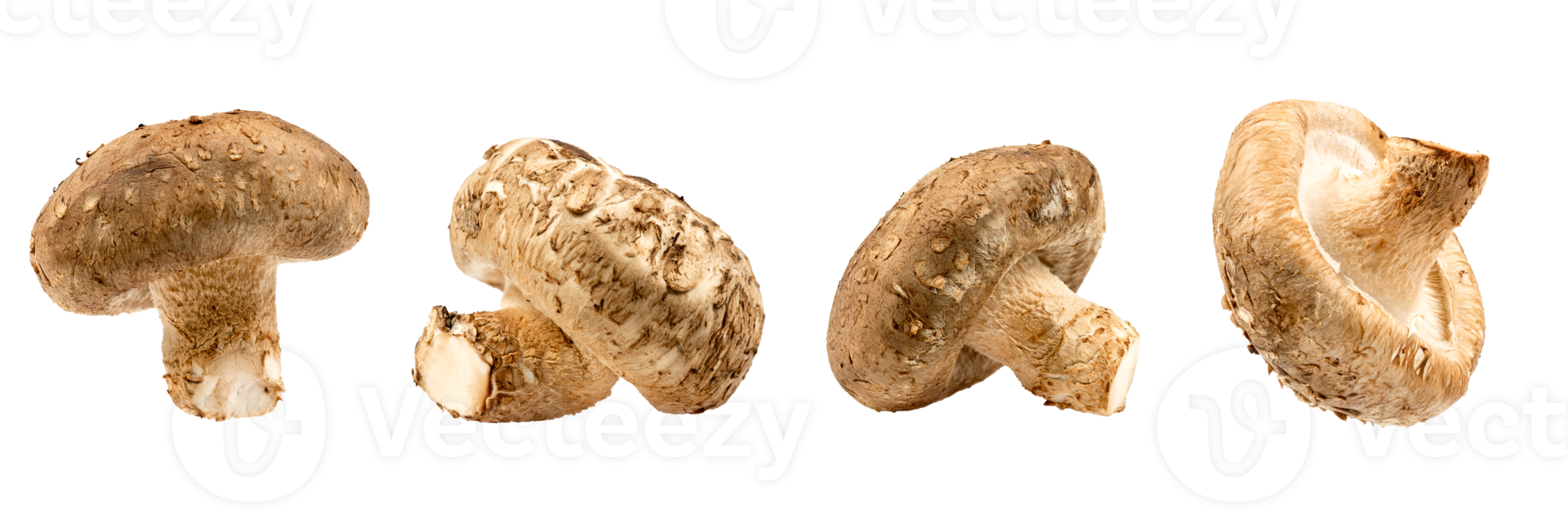 Brown shimeji mushrooms isolated on transparent background whit clipping path. Japanese food png